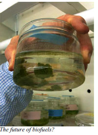 UOT professor turns pond scum into blue-green gold